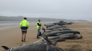 Nur knapp zehn von hunderten gestrandeten Grindwalen in Australien noch am Leben