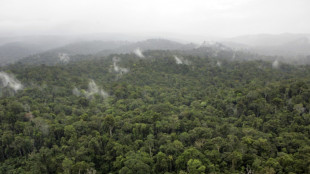 L’exceptionnelle biodiversité de la Guyane menacée par le changement climatique 