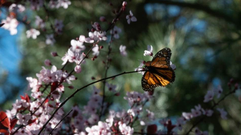 EEUU se moviliza para salvar a la mariposa monarca de la extinción