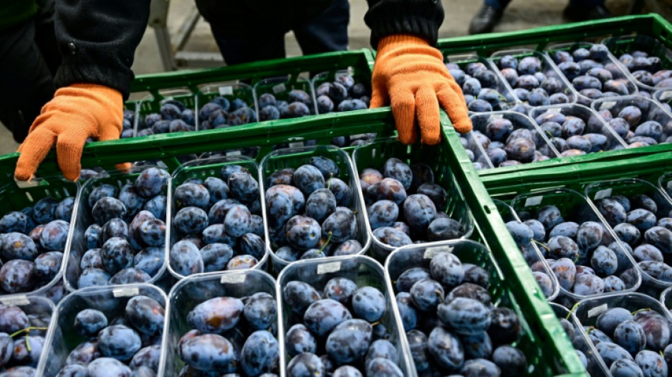 With record production, Moldova plum farmers hail EU integration