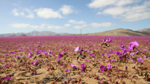 Regenfälle lassen Chiles Atacama-Wüste ungewöhnlich früh erblühen