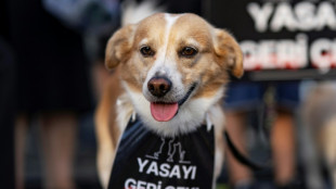 Turkey debates fate of millions of stray dogs