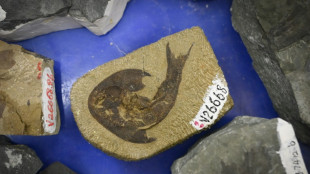 Fish fossils found in China offer clues on human evolution: researchers