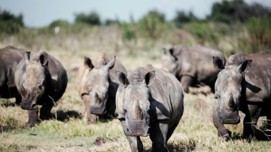 Zahl der Nashörner in Afrika steigt erstmals seit einem Jahrzehnt wieder an