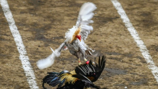 Feathers fly as Philippine cockfighting shakes off Covid closures