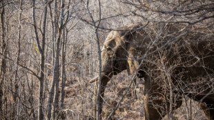 Un turista español muere en Sudáfrica pisoteado por un elefante