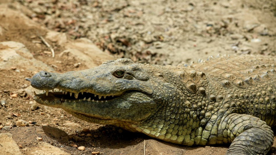 Les crocodiles capables de détecter la détresse des bébés humains, selon une étude