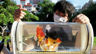 Un taiwanés crea un cochecito para que sus peces "exploren otros mundos"