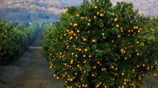 Bitter battle: S.Africa slams 'unfair' EU citrus trade rule