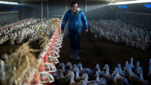 French foie gras in short supply, forcing farmers to adapt