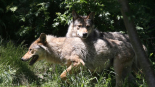 'Saint or devil': return of wolf stirs debate in Europe