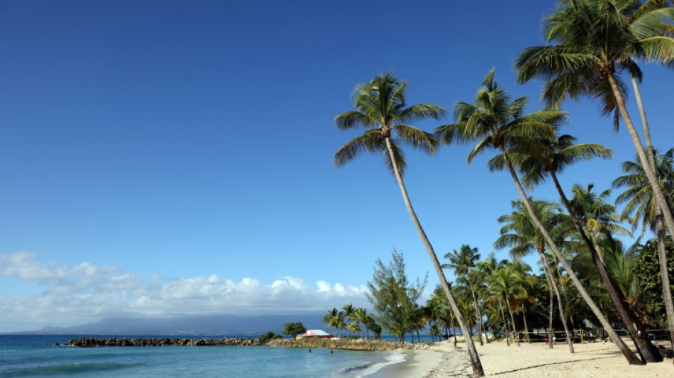 Karibikinsel Guadeloupe muss ikonische Kokospalmen fällen