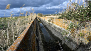 Drought in Sicily threatens grain fields, animal herds