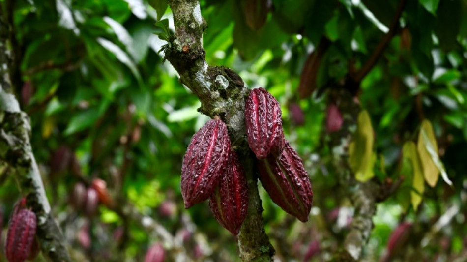 ¿Quién se beneficia de la subida de los precios del cacao?  