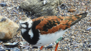 2TK, Canada's migratory bird that fell for Uruguayan resort