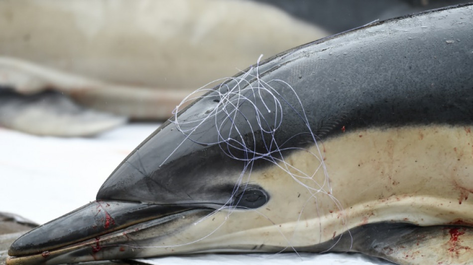 Mois sans pêche dans le golfe de Gascogne: des aides pour l'ensemble des professionnels du poisson