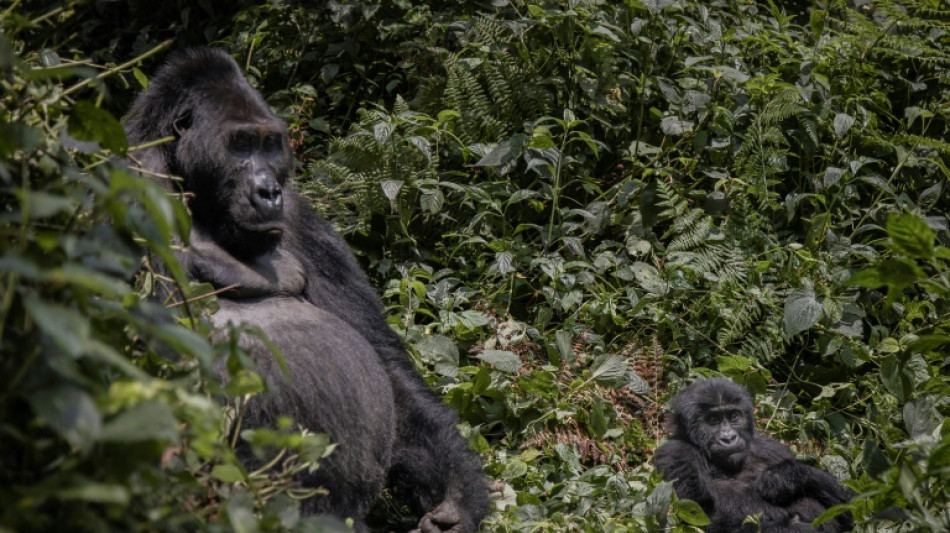 Biodiversity conference moved from China to Canada: UN