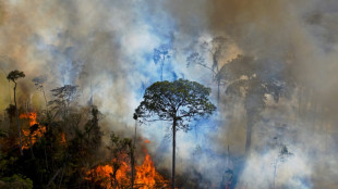 La Amazonía brasileña registra una deforestación récord en febrero