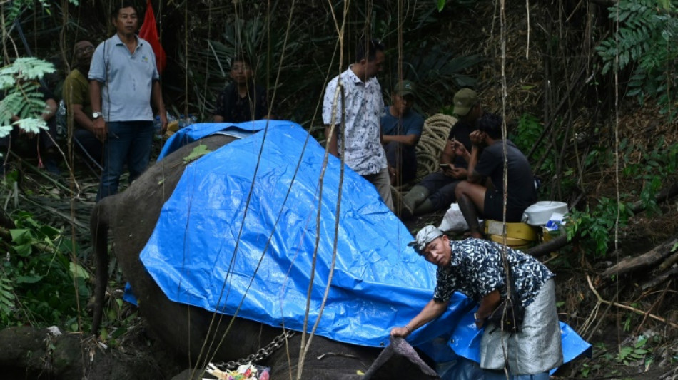 Indonésie: un éléphant rare du zoo de Bali meurt dans les inondations