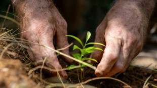 Hong Kong scientists fight to save fragrant incense trees