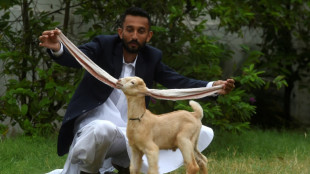 Is this goat the GOAT? Long-eared kid takes Pakistan by storm