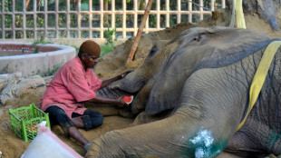 Ailing Pakistan elephant may be euthanised after collapsing