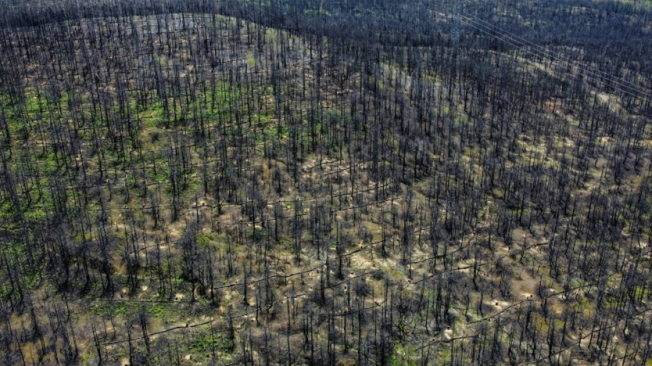 Greece's fire-ravaged Evia will take decades to heal