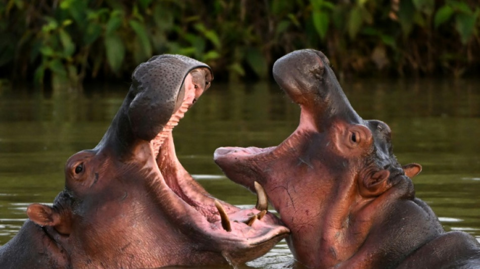 Colombia to cull some of Pablo Escobar's hippos