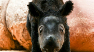 Nacimiento de un rinoceronte de Sumatra, esperanza para especies en peligro de extinción