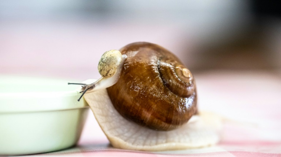 Au Japon, un élevage d'escargots de Bourgogne unique au monde