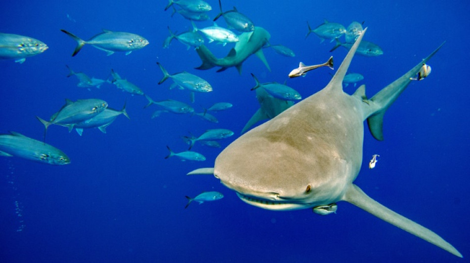 Sharks, turtles, disease on agenda of wildlife trade summit
