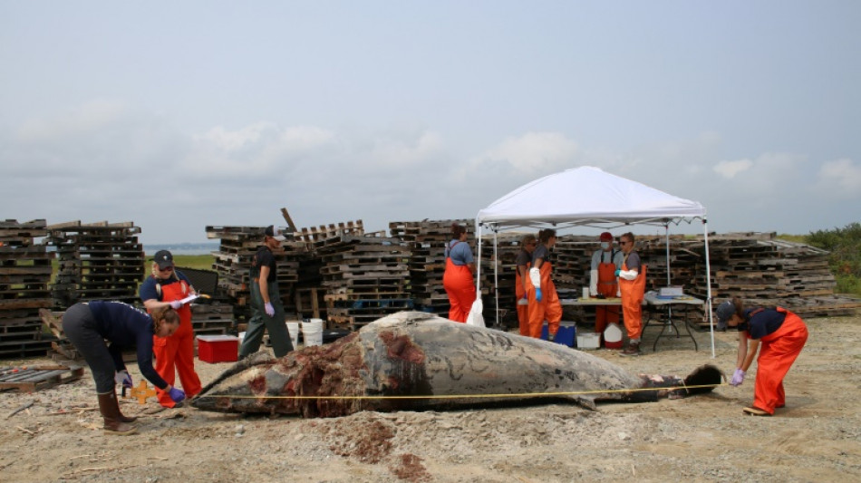 "Salven a las ballenas": detractores de la energía eólica crecen en las costas de EEUU