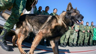 Muere en un derrumbe en Turquía perro rescatista de México