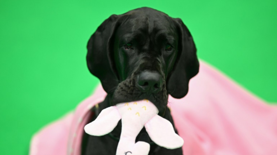 Cachorros são capazes de entender humanos, afirma novo estudo