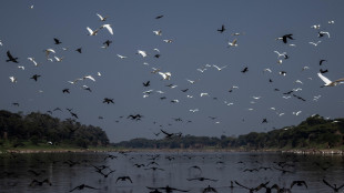 Brasile, verso nuovo no dell'Ibama alle trivelle in Amazzonia