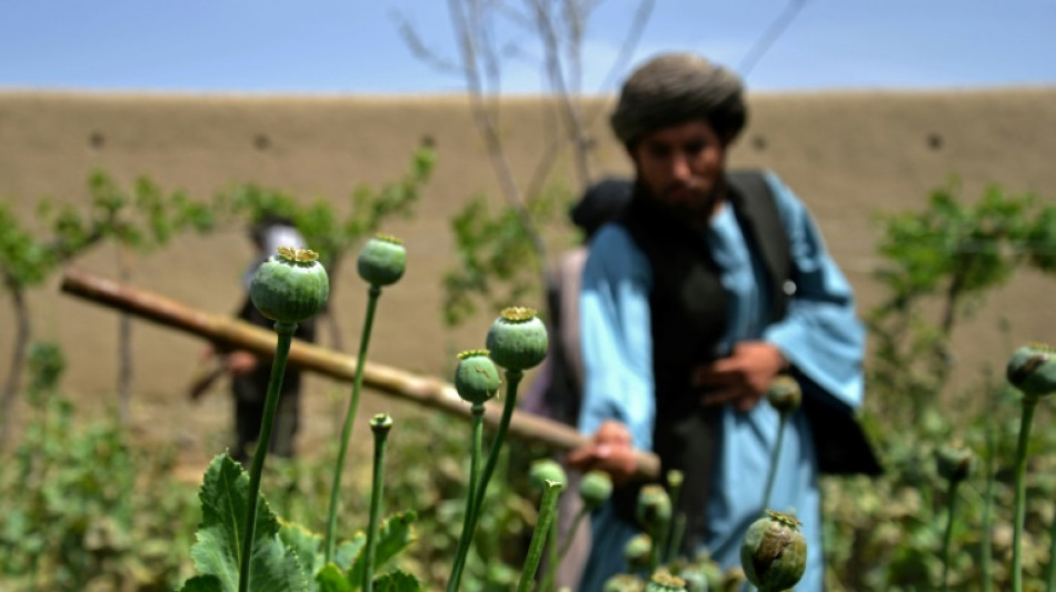 No alternative: Afghan farmers lament Taliban poppy ban