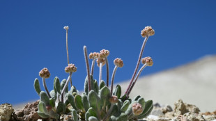 Rara flor única en su tipo está amenazada de extinción por la fiebre del litio en EEUU