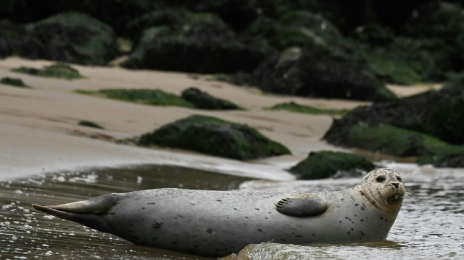 Zahl der Seehunde im Wattenmeer nimmt ab: Genaue Ursache laut neuem Bericht unklar