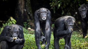 Scientists produce chimp genetic map to combat trafficking