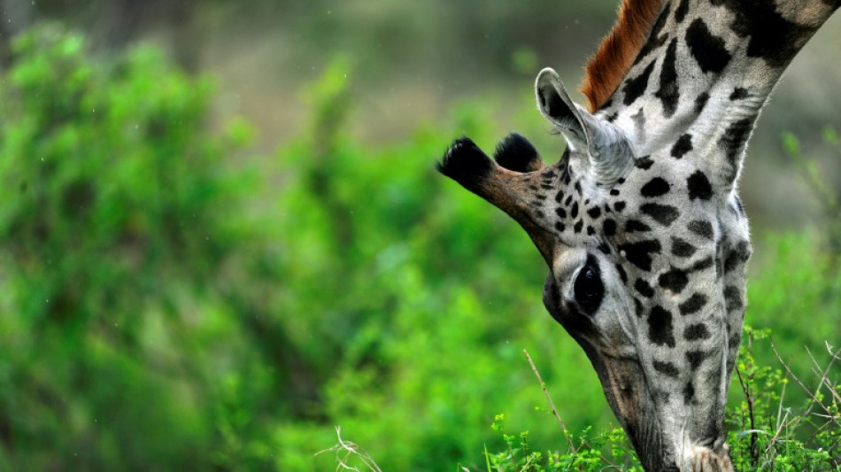 Tanzania lifts ban on wildlife exports