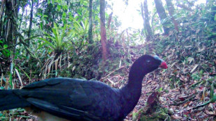 Avistan aves en peligro crítico de extinción en reserva natural de Perú