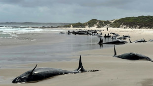 157 Delfine in Australien gestrandet - Tiere müssen eingeschläfert werden