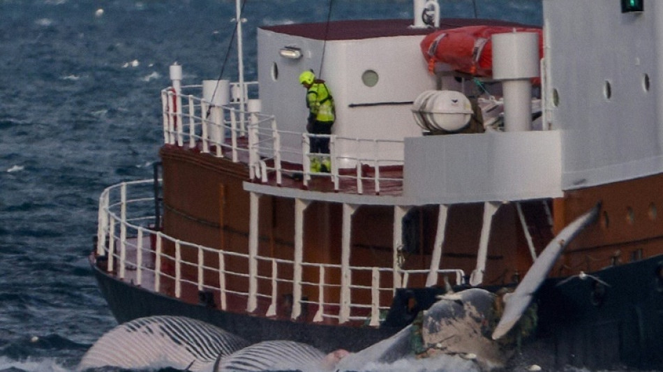 Islândia suspende caça às baleias