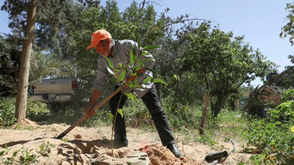 Libya green group battles to save remaining forests