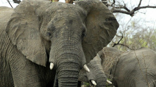 UK trophy hunting bill irks African conservationists
