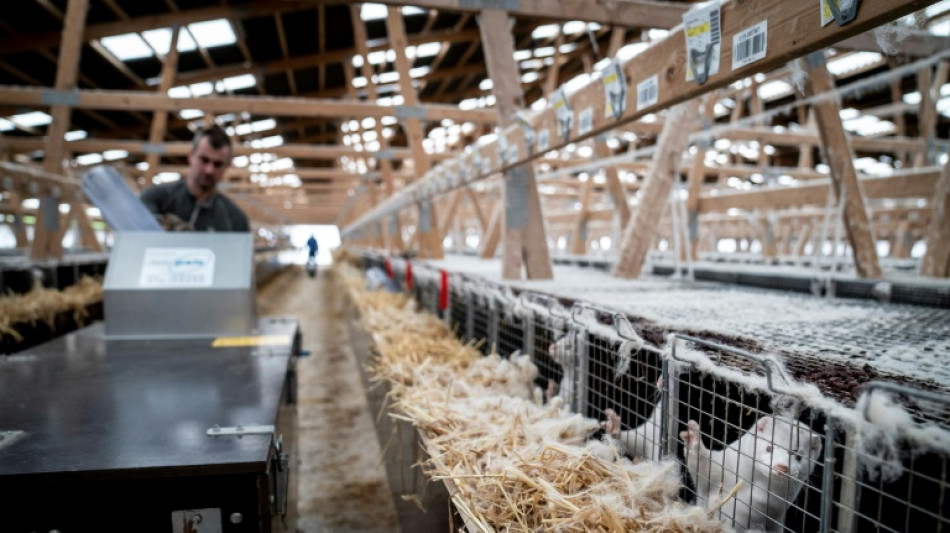 After Covid cull, Danish mink farmers find new careers