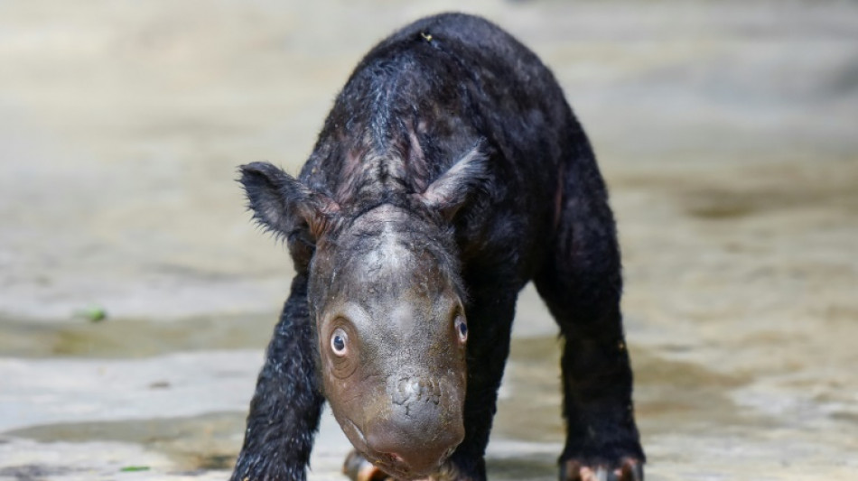 Critically endangered Sumatran rhino born in Indonesia