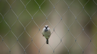 Amsel, Meise und Spatz: Naturschützer rufen zur Zählung der Wintervögel auf 