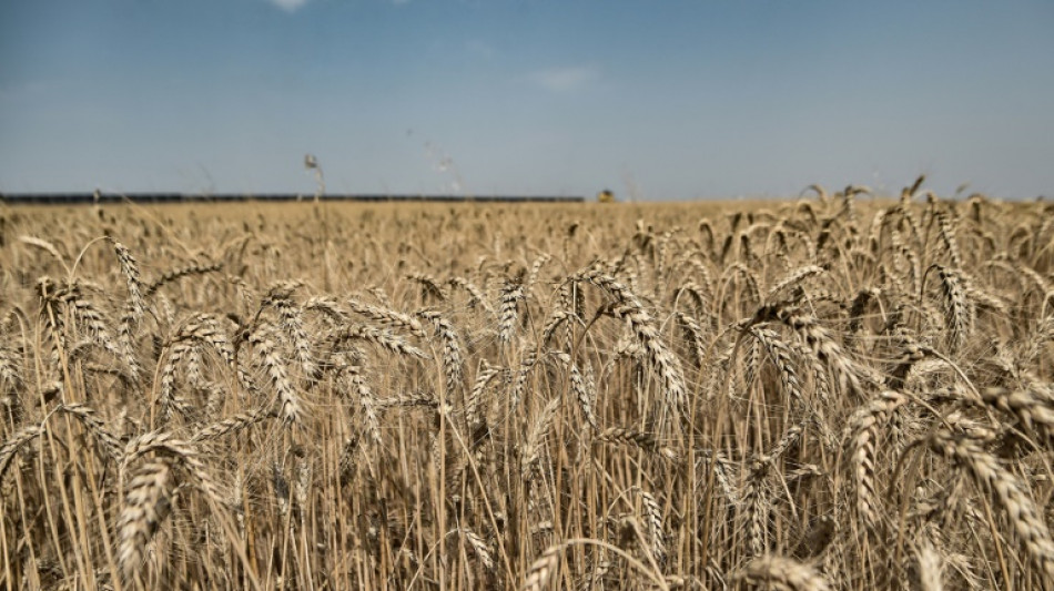 La agricultura debe ser más productiva para eliminar el hambre y contaminar menos