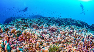 Científicos descubren el coral más grande del mundo cerca de Islas Salomón